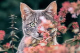 Naturmedizin für Katzen: Sanfte Heilmethoden und ihre sichere Anwendung.jpg